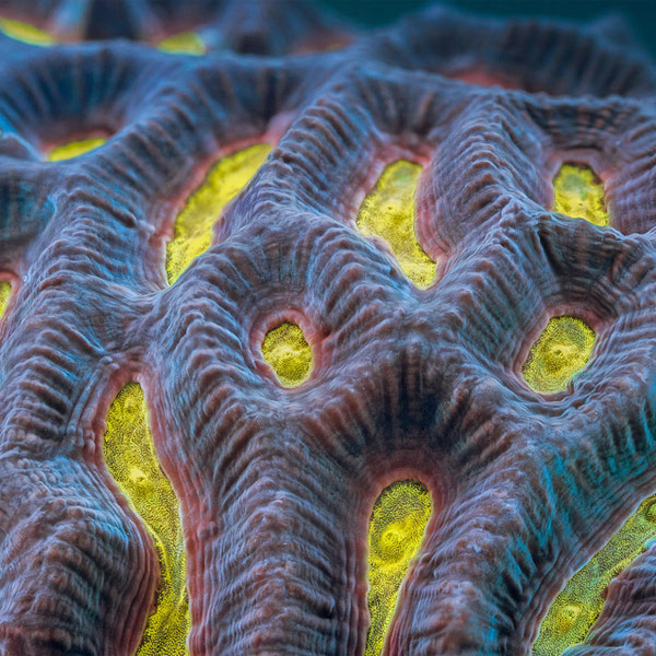 коралловый риф,макросъемка, Невероятная красота кораллового рифа в ускоренной съемке